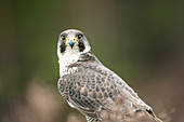 Wanderfalke (Falco peregrinus) Nahaufnahme auf einem Baum