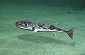 Hasenkopf-Kugelfisch (Lagocephalus sceleratus), Persischer Golf