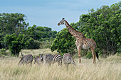 Masai-Giraffen (Giraffa camelopardalis tippelskirchi) und Steppenzebras (Equus quagga, ehemals Equus burchellii), auch bekannt als Pferdezebra, Naturschutzgebiet Masai Mara, Kenia