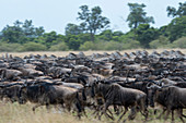 Wildebeests, also called gnus or wildebai, during their annual migration in the grassland of the Masai Mara National Reserve in Kenya.