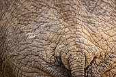 Close-up of an African elephants (Loxodonta africana) butt in the Samburu National Reserve in Kenya.