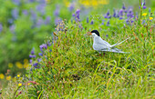 Arctic tern (Sterna paradisaea) during the breeding season.Reykjanesta. Iceland. Arctic and sub-Arctic regions of Europe, Asia, and North America (as far south as Brittany and Massachusetts).