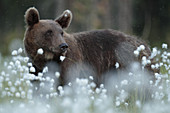 Europäischer Braunbär (Ursidae), Finnland, Europa