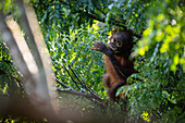 Borneo-Orang-Utan (Pongo pygmaeus) Säugling, an einem Ast hängend Bohnen isst, Sepilok, Malaysia