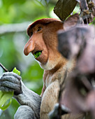 Proboscis monkey (Nasalis larvatus), or long-nosed monkey, close-up eating leaves in Bako National Park, Sarawak, Malaysia.