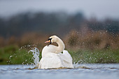 Mute Swan (Cygnus olor) adult male bathing in pond, Suffolk, England, December