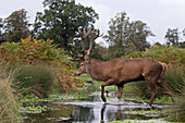 Red Deer (Cervus elaphus) stag walking through stream during rut, with Mallard (Anas platyrhynchos) adult male swimming in background, Bushy Park, Richmond Upon Thames, London, England, October