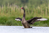 Black Swan (Cygnus atratus) introduced species, immature flapping wings, Suffolk, England, July