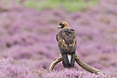 Golden Eagle (Aquila chrysaetos) adult perched on branch among flowering heather, August, controlled subject