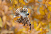 Red Kite (Milvus milvus) immature, perched among autumn leaves, Suffolk, England, November, controlled subject