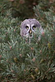 Great Grey Owl (Strix nebulosa) adult perched in pine, controlled subject