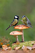 Blue Tit (Cyanistes caeruleus) adult attacking Great Tit (Parus major) adult male perched on Fly Agaric (Amanita muscaria) fungus, Suffolk, England, UK, October