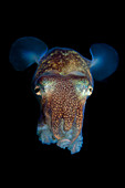 Stubby Squid, Rossia pacifica, Eastern Pacific, Vancouver Island, Canada.