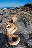 Cape cobra Naja nivea in threat display, Atlantic ocean shore, Western Cape Province, South Africa