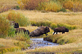 Bison - jumping over river Bison bison Yellowstone National Park Wyoming. USA MA002788 