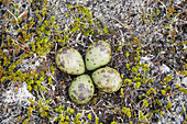Regenbrachvogel (Numenius phaeopus), Nest mit vier Eiern, Melrakkaslétta Halbinsel, Island BI029009