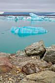 Common Eider  female on nest with icebergs\nSomateria mollissima\nJokulsarlon Lagoon\nIceland\nBI028610
