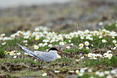 Küstenseeschwalbe (Sterna paradisaea), am Nest, Island BI026605