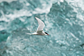 Arctic Tern - flying across iceberg\nSterna paradisaea\nJokulsarlon Lagoon\nIceland\nBI028907\n