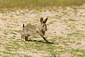 Rabbit - running Oryctolagus cuniculus Minsmere RSPB Reserve Suffolk, UK MA002574