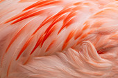 Chilenischer Flamingo (Phoenicopterus chilensis), abstrakt (in Gefangenschaft), BI024744