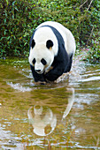 Großer Panda (Ailuropoda melanoleuca), Bifengia Zuchtstation von bedrohte Art Großr Panda, Provinz Sichuan, China MA003071