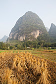 Reisstroh zum Trocknen gestapelt, Guilin, Region Guangxi, China LA008191