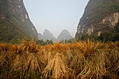 Reisstroh zum Trocknen gestapelt Guilin, Region Guangxi, China LA008188