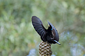 Viktoria-Paradiesvogel (Ptiloris victoriae), Männchen, Atherton Tablelands, Queensland, Australien BI029428
