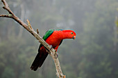 Australian King Parrot - male in rainforest environment\nAlisterus scapularis\nLamington National Park\nQueensland, Australia\nBI030768