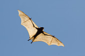 Black Fruit Bat - backlit in flight\nPteropus alecto\nKakadu National Park\nNorthern Territory, Australia\nMA003140