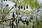 Brillenflughund (Pteropus obscicillatus), Tagesquartier entlang des Flusses, Daintree, Queensland, Australien MA003197