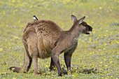 Western Grey Kangaroo - male with Willy Wagtail on back\nMacropus fuliginosus fuliginosus\nKangaroo Island\nSouth Australia, Australia\nMA003310