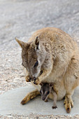 Queensland-Felskänguru (Petrogale inornata), mit Jungtier im Beutel, Mareeba-Rennen, Atherton Tablelands, Queensland, Australien MA003254