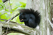 Östliches Grauhörnchen, eigentlich Schwarzhörnchen (Sciurus carolinensis) Ontario, Kanada MA003045