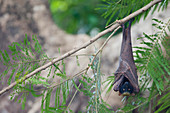 Goldkronen-Flughund (Acerodon jubatus), Schlafplatz, Subic Bucht, Philippinen MA003447