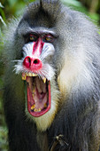 Mandrill - Dominant Male\nMandrillus sphinx\nSingapore Zoo\nMA003491\n