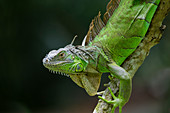 Grüner Leguan (Iguana iguana), Singapur MA003502