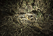 Indian nightjar (Caprimulgus asiaticus) was taken near Pune, India