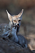 Desert fox or white-footed fox (Vulpes vulpes pusilla) mother and pup in Kutch, Gujurat, India