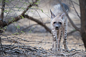 Striped hyena (Hyaena hyaena) in Kutch, Gujurat, India