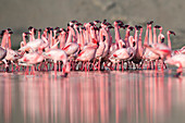Lesser flamingo (Phoenicoparrus minor) courtship dance in Gujurat, India