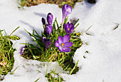 Frühlingskrokus im Schnee, West Sussex, UK