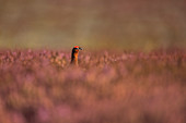 Schottisches Moorschneehuhn (Lagopus lagopus scotica) auf Heidewiese, Großbritannien