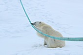 Eisbär (Ursus arctos) spielt mit dem Schiffsanker, Spitzbergen