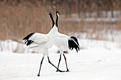 Japanese crane, Red-crowned crane (Grus japonensis) couple dancing, Japan