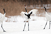 Japanese crane, Red-crowned crane (Grus japonensis) dancing , Japan