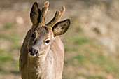 Chevreuil en velours - Roe Deer in velvet - Capreolus capreolus