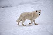 Arctic wolf in the snow (Canis lupus arctos)