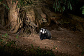   BADGER  (Meles meles) at base of yew\nSussex, England                             